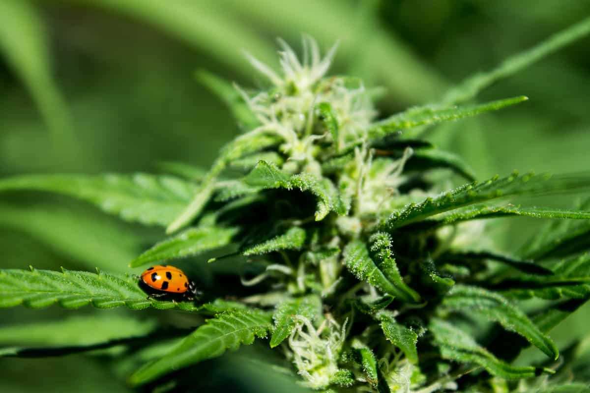 thc e cbd