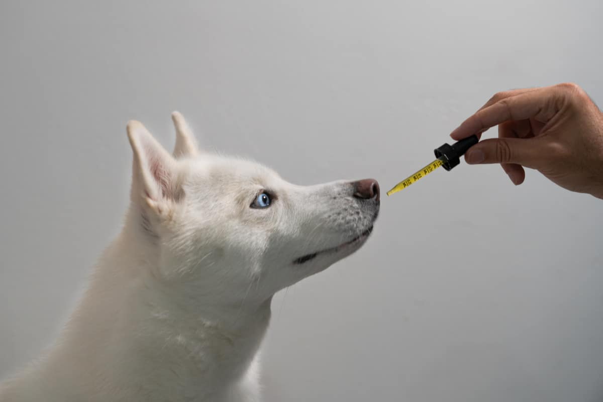prodotti CBD per animali