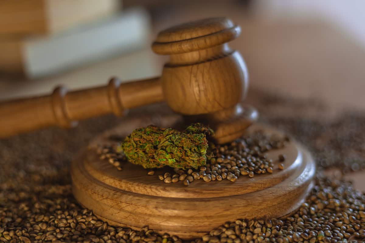 legalizzazione della cannabis in Italia
