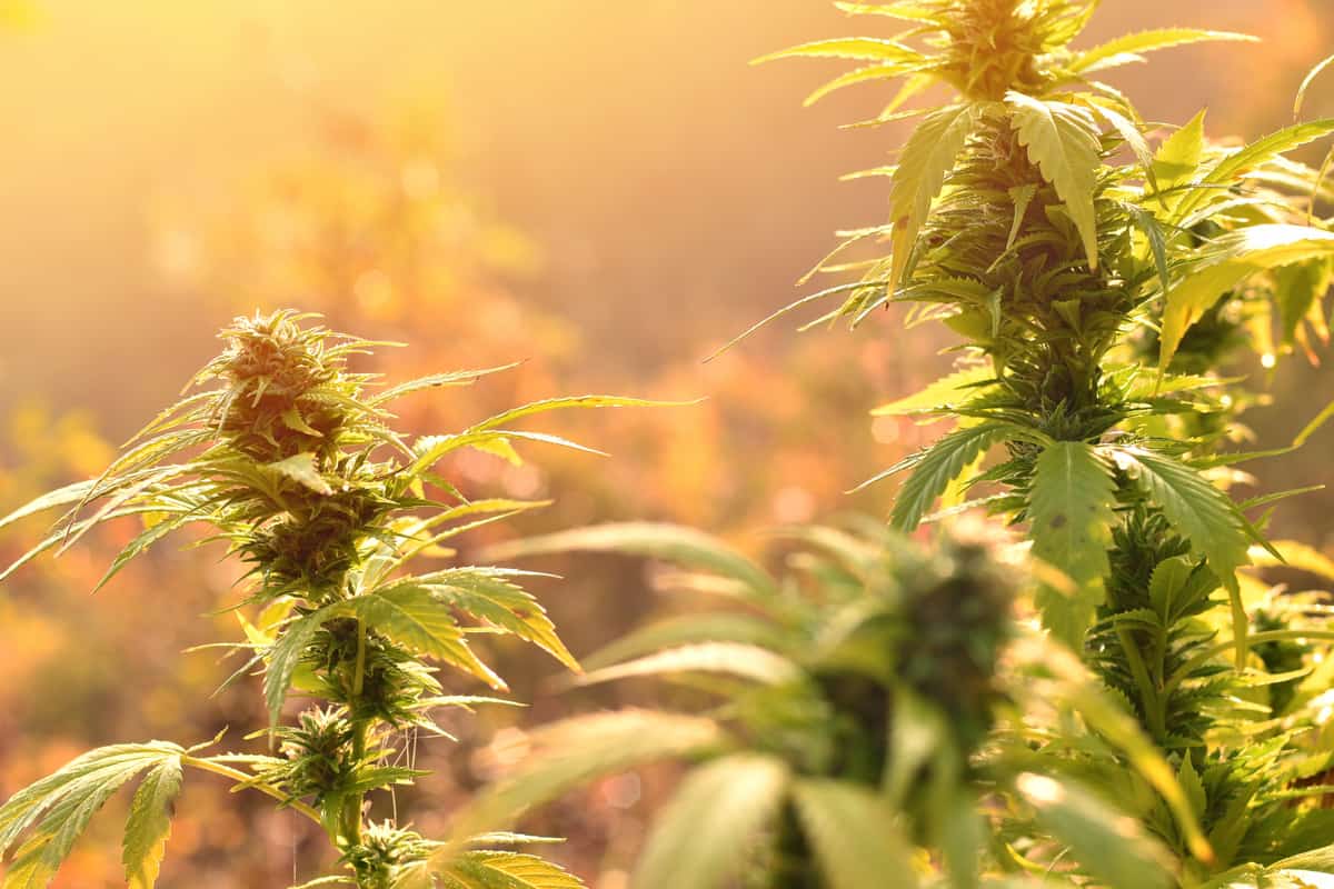 cannabis sativa e indica