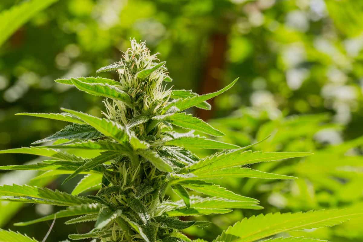 marijuana maschio o femmina